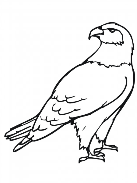 Hawk Bird coloring page image