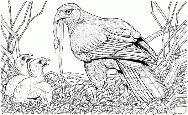 Hawk Brings a Snake for Its Babies coloring page image