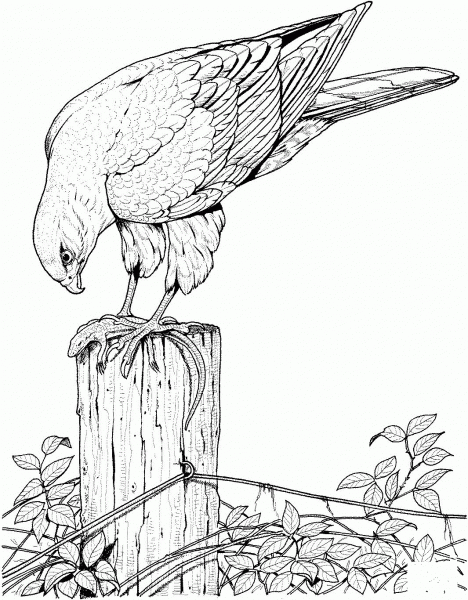 Hawk Catches and Eats Lizard coloring page image