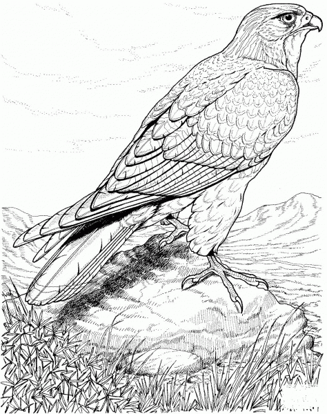Hawk coloring page image
