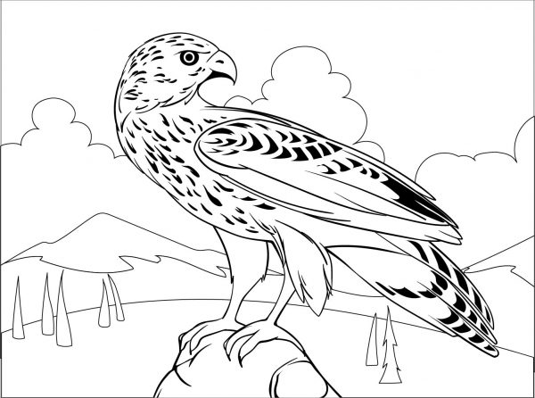 Hawk coloring page image
