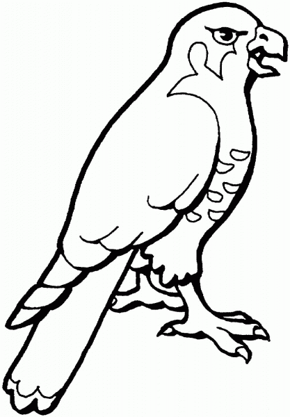 Hawk coloring page image