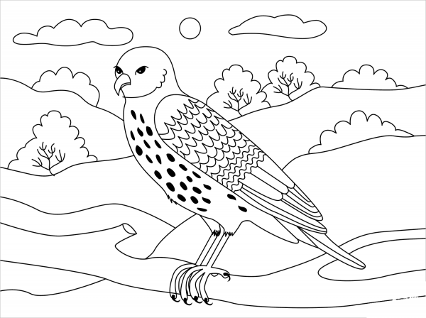 Hawk coloring page image