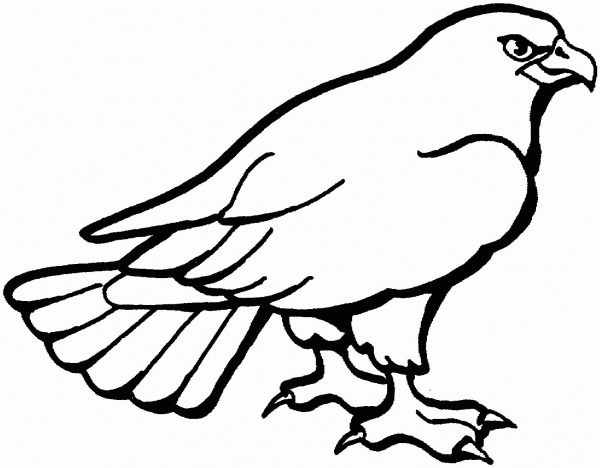 Hawk coloring page image
