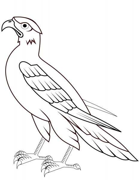 Hawk coloring page image