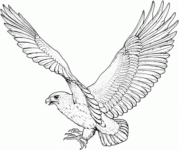 Hawk coloring page image
