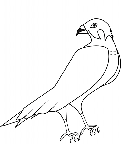 Hawk coloring page image