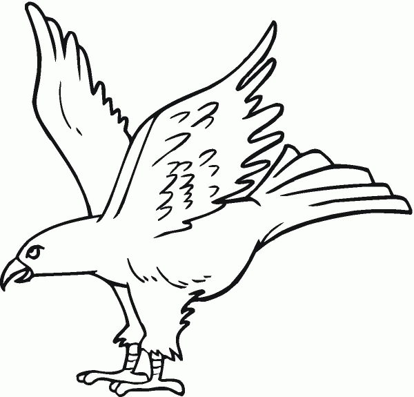 Hawk coloring page image