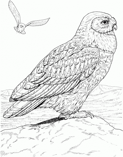 Hawk Owl coloring page image