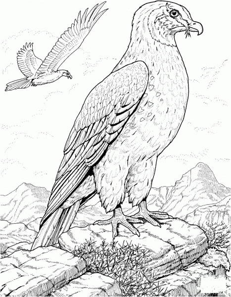 Hawk Prey Bird coloring page image