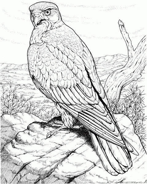 Hawk Raptor coloring page image