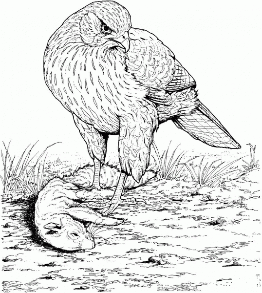 Hawk with Its Prey coloring page image