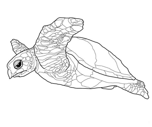 Hawksbill Sea Turtle coloring page image