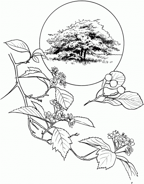 Hawthorn coloring page image