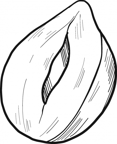 Hazelnut coloring page image