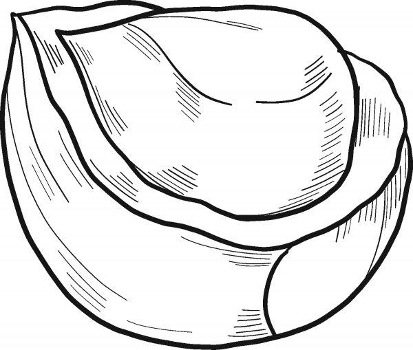 Hazelnut coloring page image