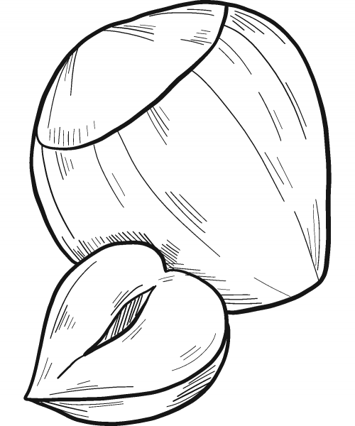 Hazelnut coloring page image