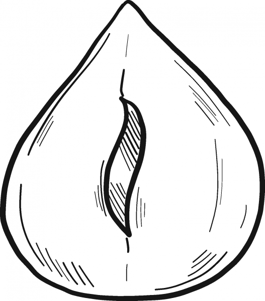 Hazelnut coloring page image