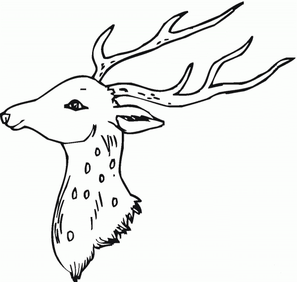 Head Of Deer coloring page image