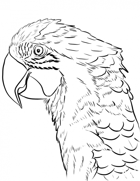 Head of Macaw coloring page image