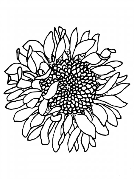 Head of Sunflower coloring page image