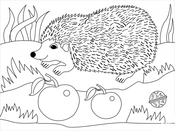 Hedgehog coloring page image