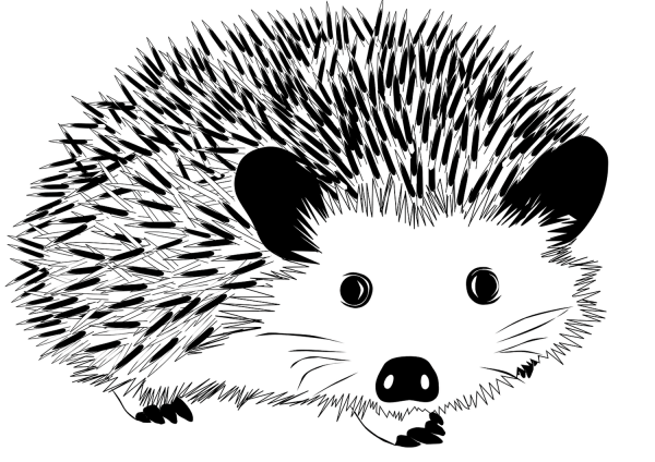 Hedgehog coloring page image