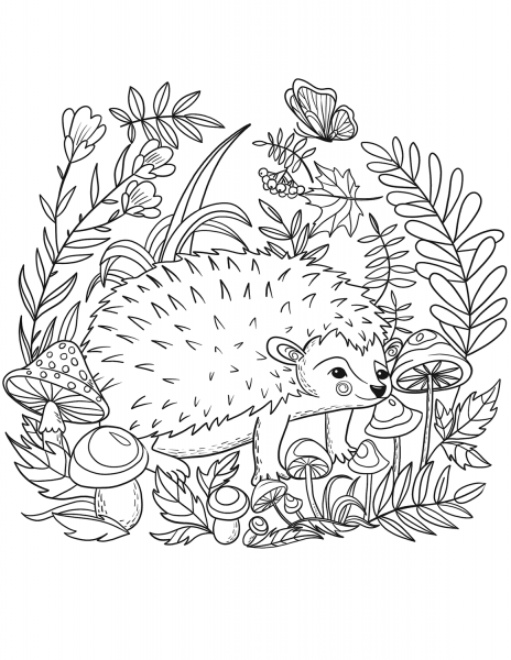 Hedgehog coloring page image