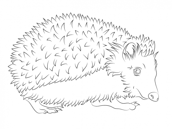 Hedgehog coloring page image