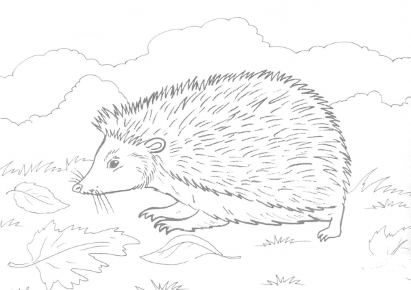 Hedgehog On Grass coloring page image