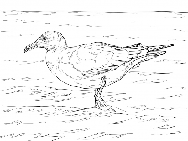 Heermann’s Gull coloring page image