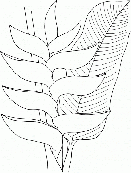 Heliconia flower coloring page image