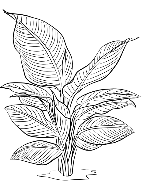 Heliconia Indica coloring page image
