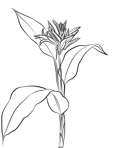 Heliconia Psittacorum coloring page image