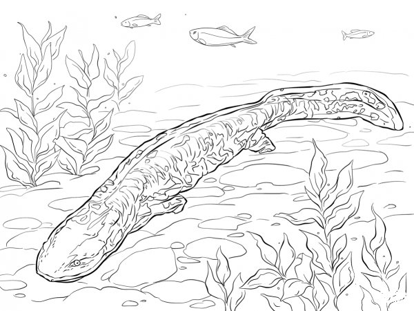 Hellbender coloring page image
