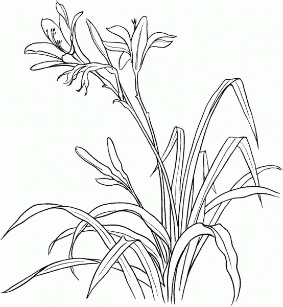 Hemerocallis Spp or Day Lily coloring page image