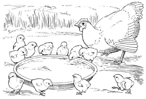 Hen and Chicks coloring page image