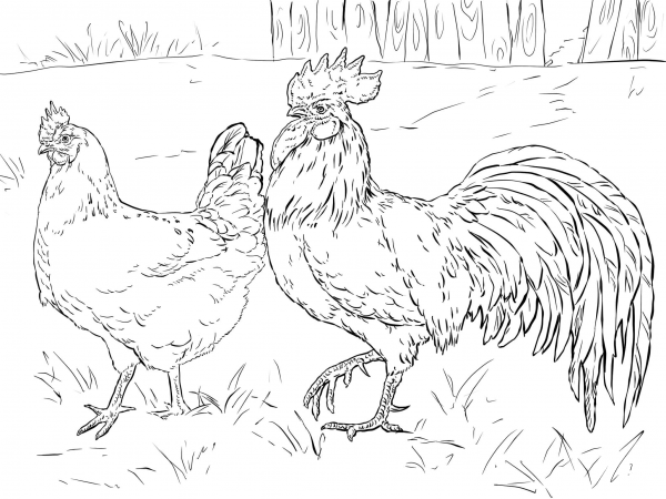 Hen and Rooster coloring page image
