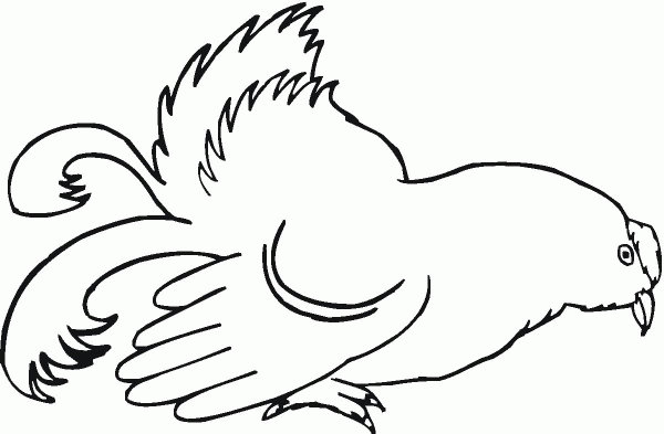 Hen coloring page image