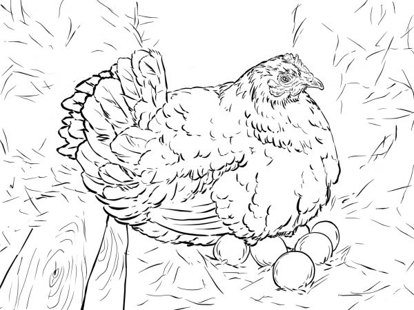 Hen Laying Eggs coloring page image