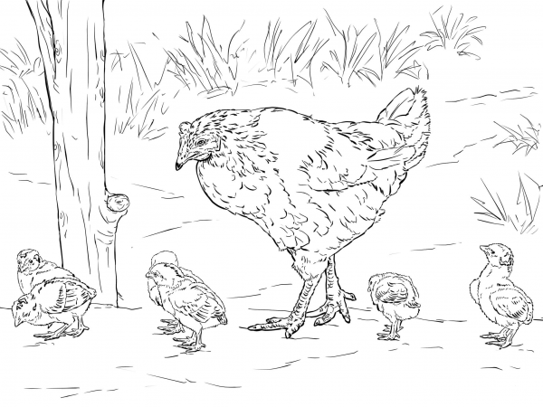 Hen with Chicks coloring page image