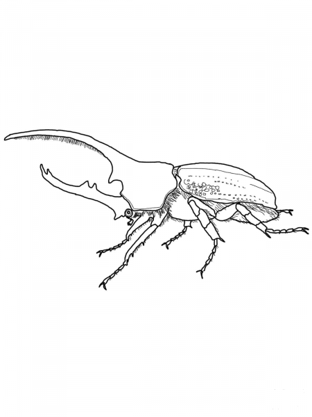 Hercules Beetle coloring page image