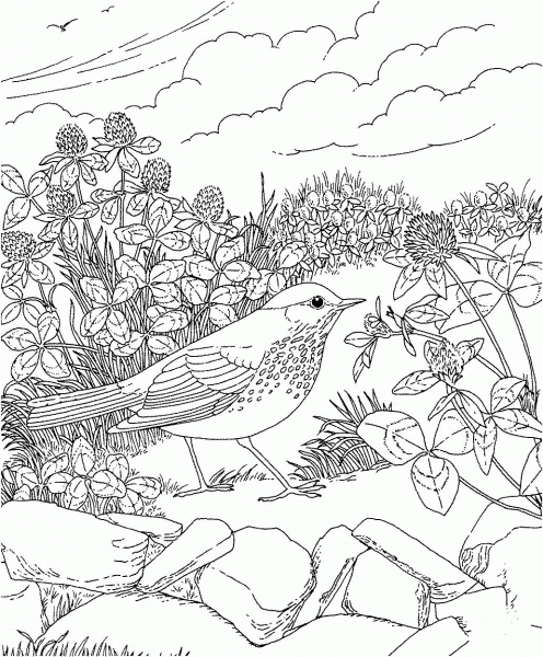 Hermit Thrush and Red Clover Vermont State Bird and Flower coloring page image