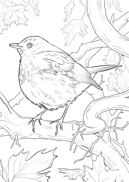 Hermit Thrush coloring page image
