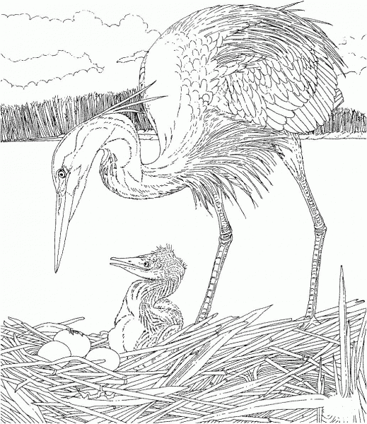 Heron with Its Chick coloring page image
