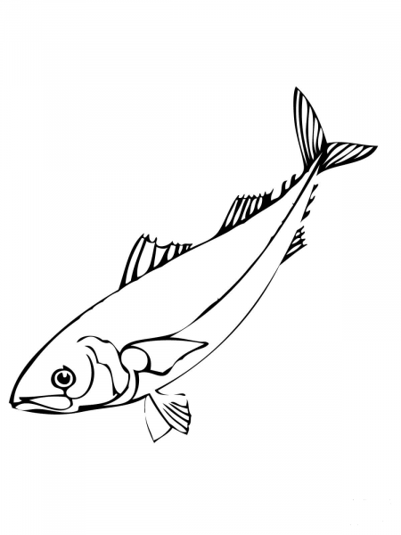 Herring Fish coloring page image