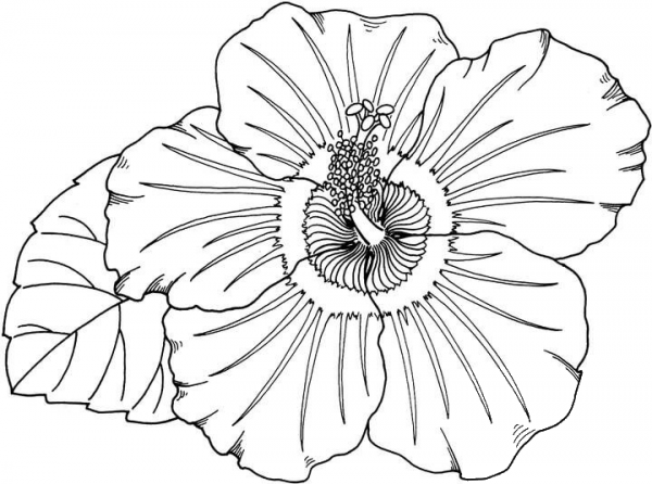 Hibiscus  coloring page image