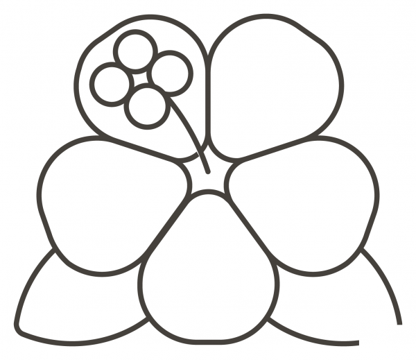 Hibiscus coloring page image