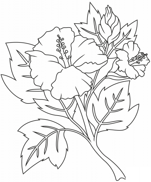 Hibiscus coloring page image