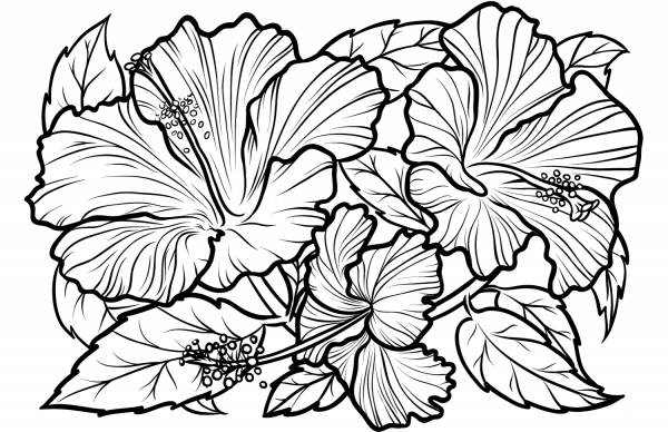 Hibiscus coloring page image